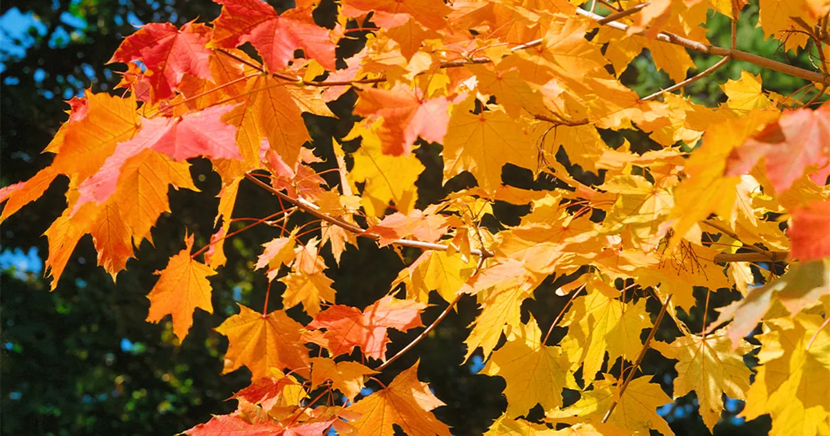 plant sale shop -plant sale shop Acer platanoides 1200x630 proportionalsmallest