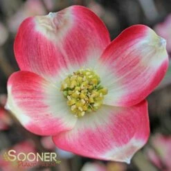 CHEROKEE BRAVE® DOGWOOD -plant sale shop DETA 1016