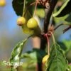 GOLDEN RAINDROPS® CRABAPPLE 2 GOLDEN RAINDROPS® CRABAPPLE -plant sale shop DETA 1028