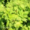 SUNJOY GOLD PILLAR® BARBERRY 2 SUNJOY GOLD PILLAR® BARBERRY -plant sale shop DETA 1054