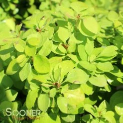 SUNJOY GOLD PILLAR® BARBERRY