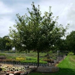 BLACKGUM -plant sale shop DETA 12