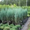 BLUE ARROW JUNIPER -plant sale shop DETA 1250
