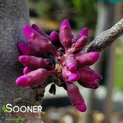 OKLAHOMA REDBUD -plant sale shop DETA 1286