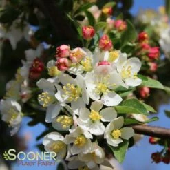 SARGENT TINA CRABAPPLE 9 SARGENT TINA CRABAPPLE -plant sale shop DETA 1303