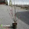 SAUCER MAGNOLIA 2 SAUCER MAGNOLIA -plant sale shop DETA 1304