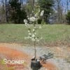 SUGAR TYME® CRABAPPLE -plant sale shop DETA 1313