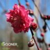 CRIMSON CASCADE WEEPING ORNAMENTAL PEACH -plant sale shop DETA 1321
