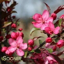 ROYAL RAINDROPS® CRABAPPLE -plant sale shop DETA 1351