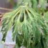 GREEN CASCADE WEEPING JAPANESE MAPLE -plant sale shop DETA 1408