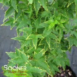 New Products -plant sale shop DETA 1415