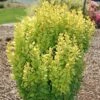 GOLDEN ROCKET BARBERRY -plant sale shop DETA 1446