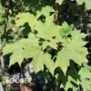FALL FIESTA™ SUGAR MAPLE -plant sale shop DETA 1452