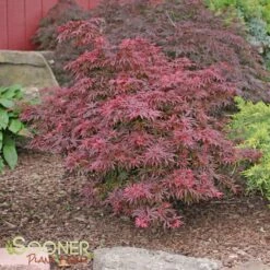 SHAINA DWARF UPRIGHT JAPANESE MAPLE -plant sale shop DETA 1874