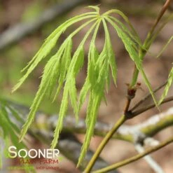 GREEN LACE WEEPING JAPANESE MAPLE 8 GREEN LACE WEEPING JAPANESE MAPLE -plant sale shop DETA 2001