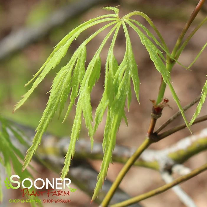 GREEN LACE WEEPING JAPANESE MAPLE 5 GREEN LACE WEEPING JAPANESE MAPLE - Image 3