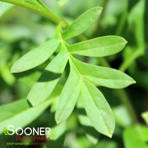 CUTLEAF LILAC 8 CUTLEAF LILAC -plant sale shop DETA 205