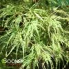 WATERFALL WEEPING JAPANESE MAPLE -plant sale shop DETA 207