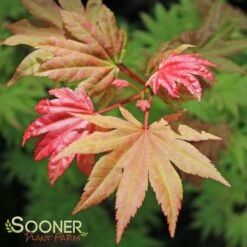 AUTUMN MOON UPRIGHT JAPANESE MAPLE -plant sale shop DETA 2092