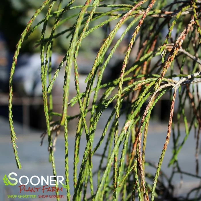 WHIPCORD ARBORVITAE 3 WHIPCORD ARBORVITAE