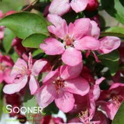 INDIAN MAGIC CRABAPPLE -plant sale shop DETA 22