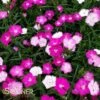 FIRST LOVE® DIANTHUS 2 FIRST LOVE® DIANTHUS -plant sale shop DETA 2204