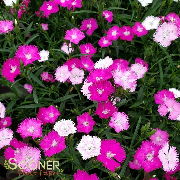 FIRST LOVE® DIANTHUS 3 FIRST LOVE® DIANTHUS