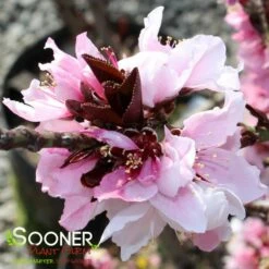 BONFIRE ORNAMENTAL PATIO PEACH 7 BONFIRE ORNAMENTAL PATIO PEACH -plant sale shop DETA 2289