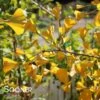 GOLDEN GLOBE GINKGO -plant sale shop DETA 2345