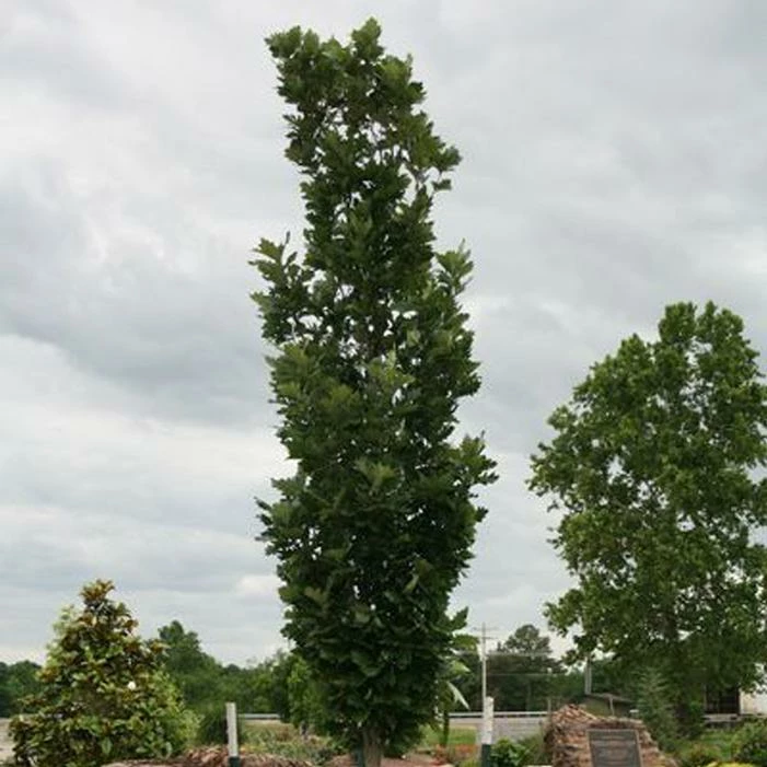 KINDRED SPIRIT® OAK 4 KINDRED SPIRIT® OAK - Image 2