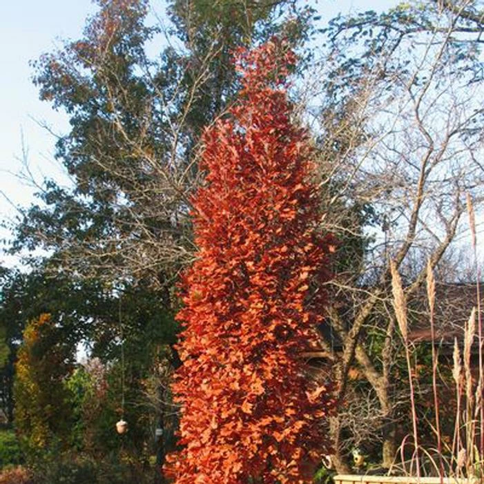 CHIMNEY FIRE OAK 4 CHIMNEY FIRE OAK - Image 2