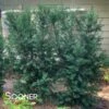UPRIGHT PLUM YEW 1 UPRIGHT PLUM YEW -plant sale shop DETA 2484
