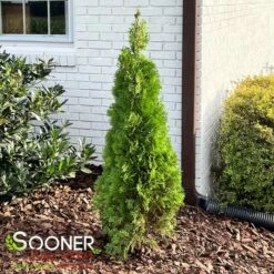 NORTH POLE® ARBORVITAE 9 NORTH POLE® ARBORVITAE -plant sale shop DETA 2595