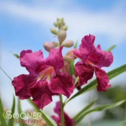 BURGUNDY DESERT WILLOW -plant sale shop DETA 26