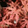 OLSEN'S FROSTED STRAWBERRY UPRIGHT JAPANESE MAPLE -plant sale shop DETA 2714