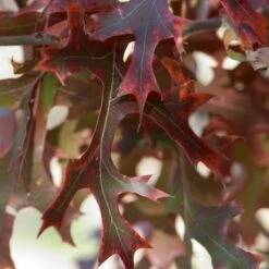 MAJESTIC SKIES™ NORTHERN PIN OAK -plant sale shop DETA 2862