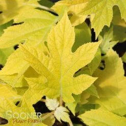 LITTLE HONEY DWARF OAKLEAF HYDRANGEA -plant sale shop DETA 2992