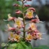 FORT MCNAIR HORSE CHESTNUT -plant sale shop DETA 2998