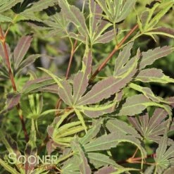 MANYO NO SATO UPRIGHT JAPANESE MAPLE 5 MANYO NO SATO UPRIGHT JAPANESE MAPLE -plant sale shop DETA 3000