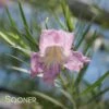 CONCHAS DAM PINK DESERT WILLOW -plant sale shop DETA 3026