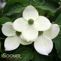 MILKY WAY CHINESE DOGWOOD
