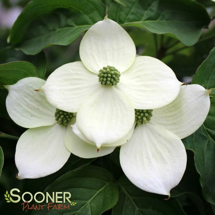 MILKY WAY CHINESE DOGWOOD 3 MILKY WAY CHINESE DOGWOOD