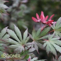 New Products -plant sale shop DETA 3096