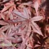 DRAGON TEARS™ WEEPING JAPANESE MAPLE -plant sale shop DETA 3118