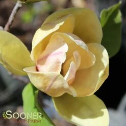 SUNSATION MAGNOLIA -plant sale shop DETA 3121