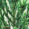 BLACK DRAGON JAPANESE CRYPTOMERIA -plant sale shop DETA 3149