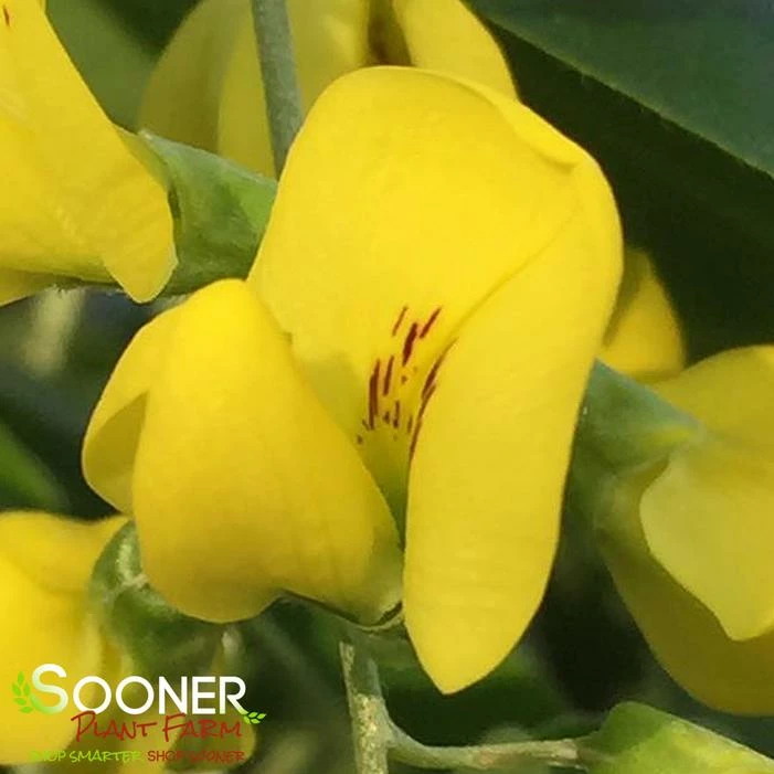 GOLDEN CHAIN TREE 3 GOLDEN CHAIN TREE