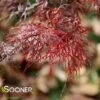 RED FILIGREE LACE WEEPING JAPANESE MAPLE -plant sale shop DETA 3260