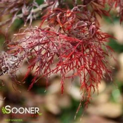 RED FILIGREE LACE WEEPING JAPANESE MAPLE