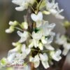 ROYAL WHITE REDBUD 1 ROYAL WHITE REDBUD -plant sale shop DETA 3334